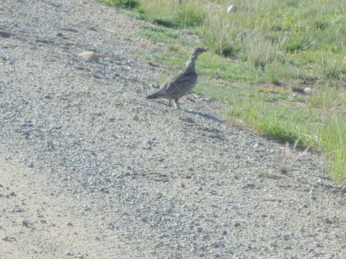 GDMBR: I think that this is a type of Ptarmigan.